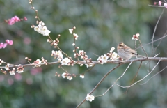 梅ミヤホ❀