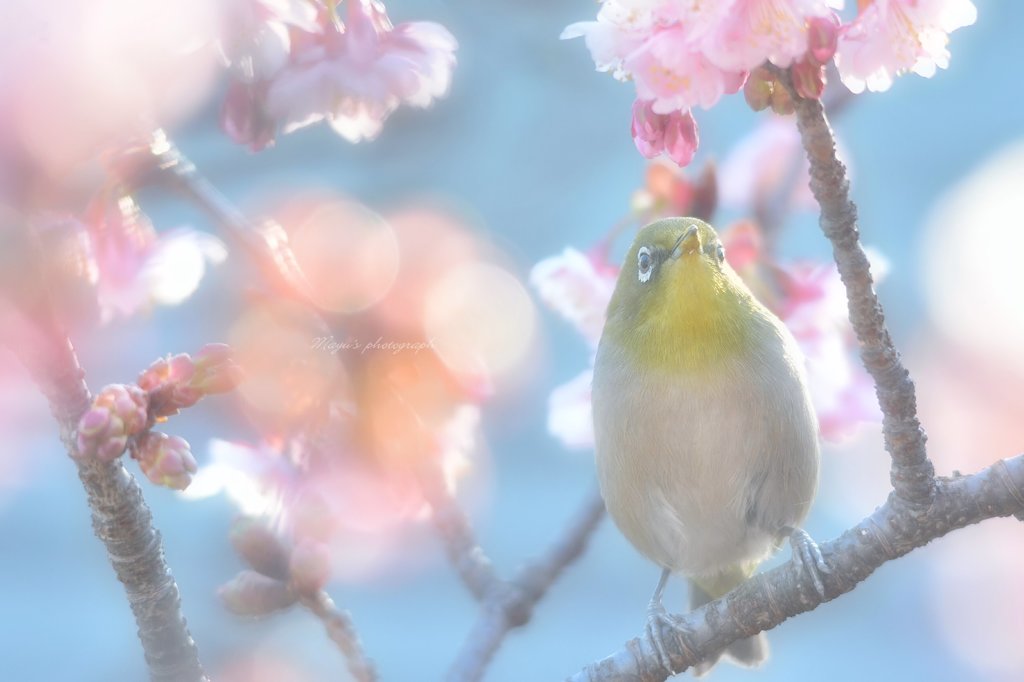 春がくるよ♪