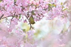 桜メジロちゃん