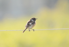 黒頭の小鳥