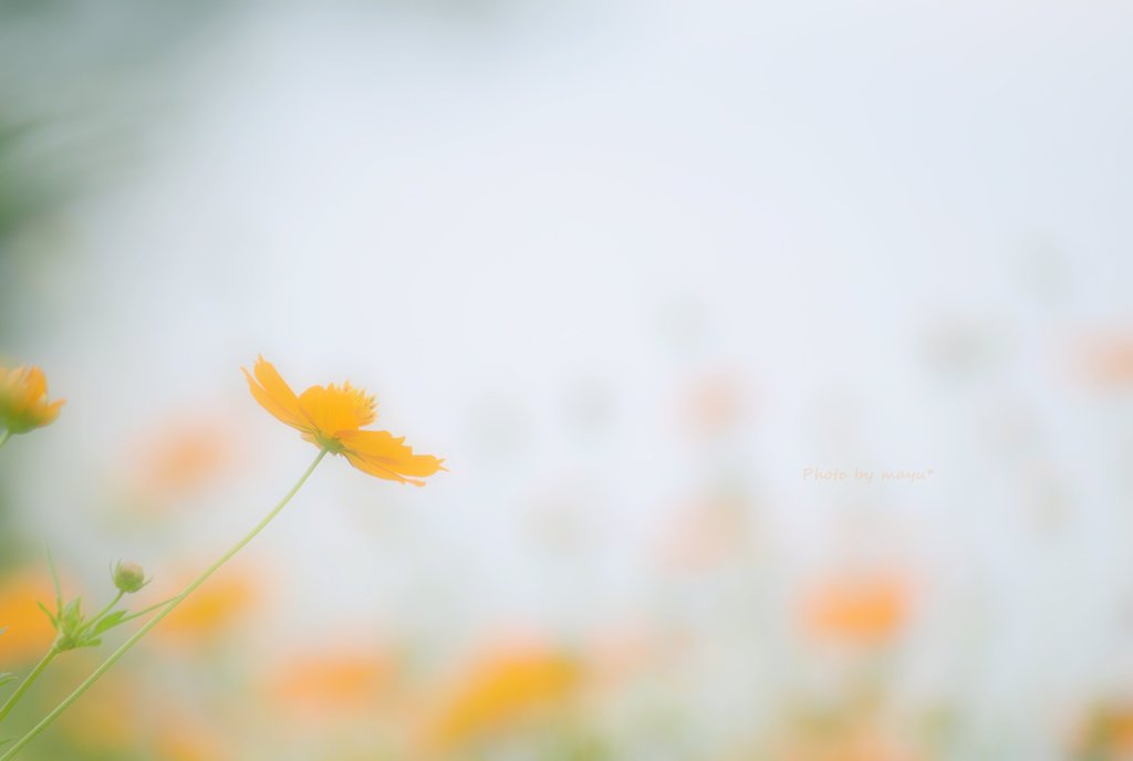 せつなさ