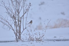 白雪と頬白