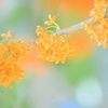 きんもくせい