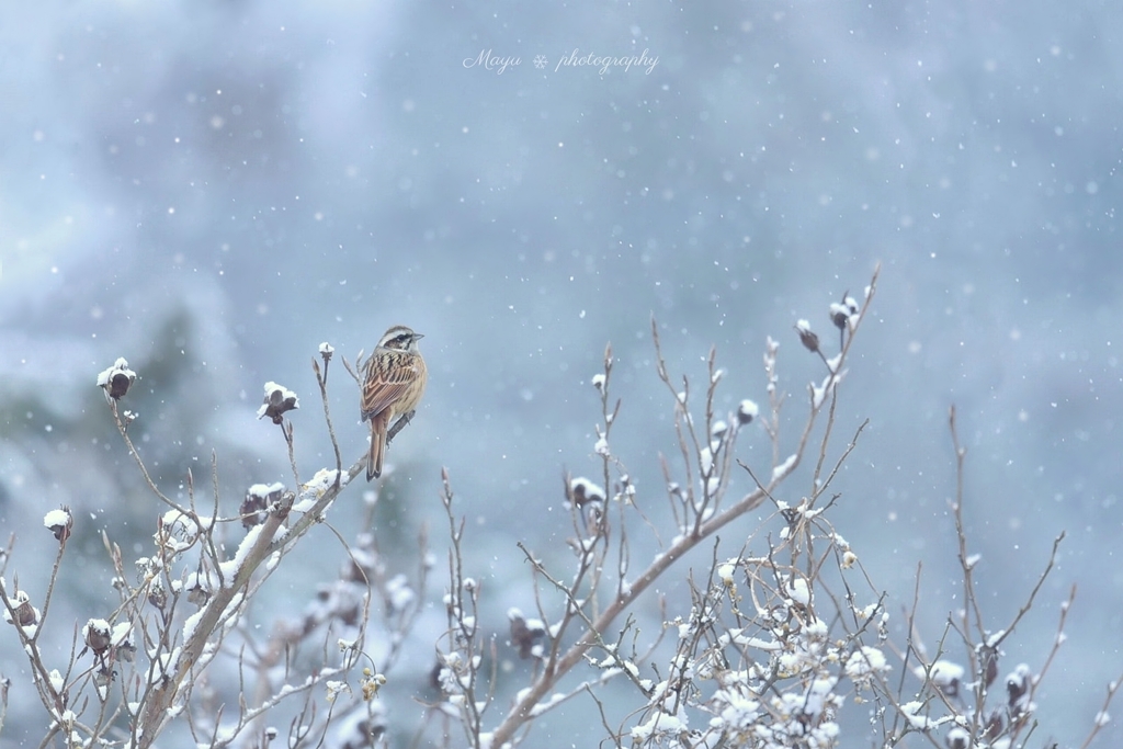 粉雪が舞う