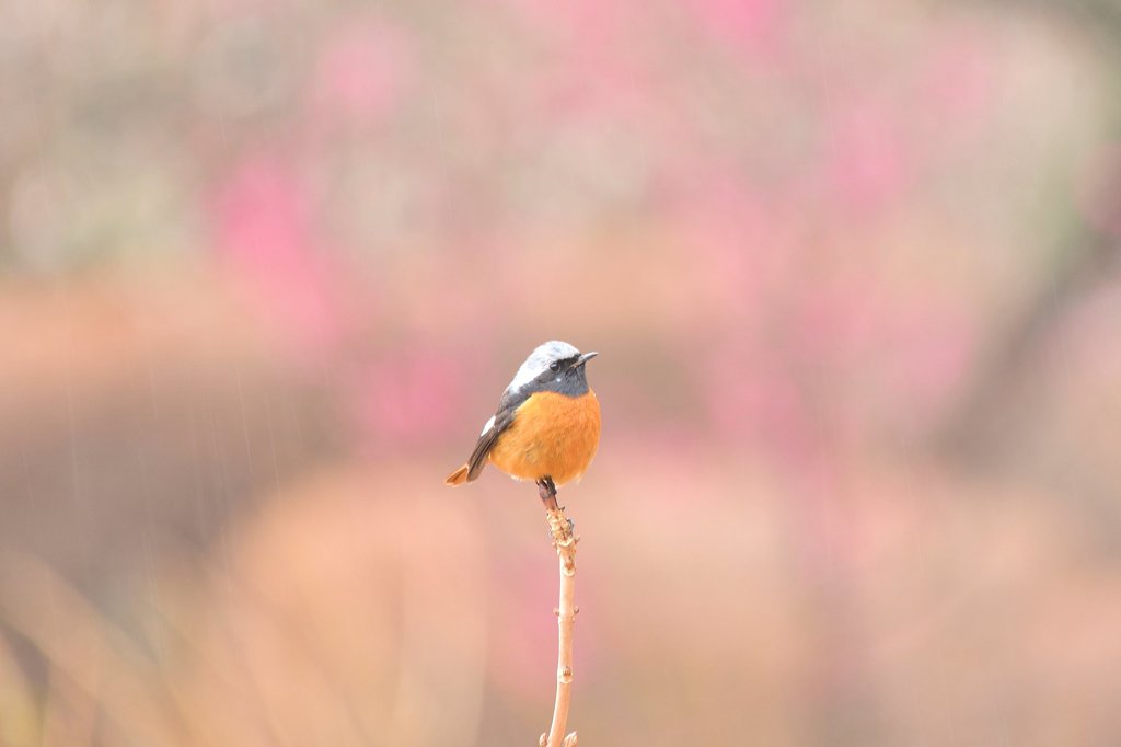 白いホクロ君✿