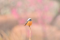 白いホクロ君✿