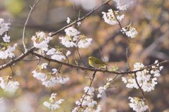 山のメジロさん