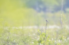 さわやかな朝