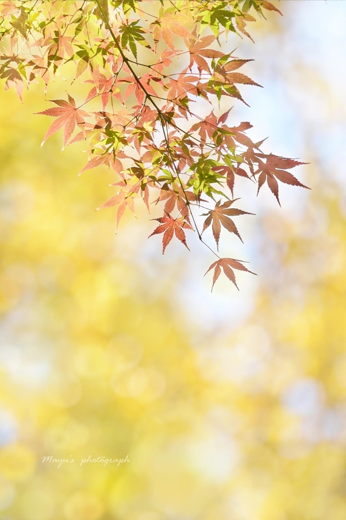 秋うらら By Mayu Id 写真共有サイト Photohito