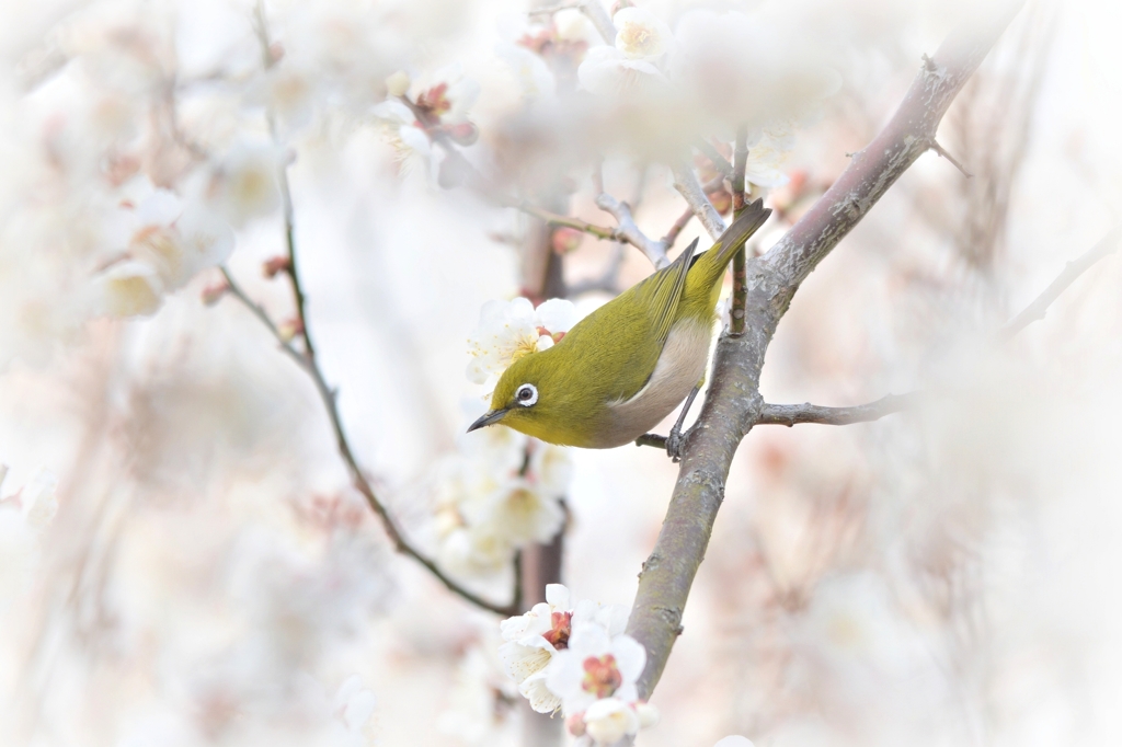 白梅ジロウ❀