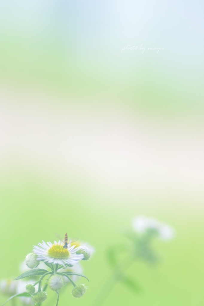 小さき虫さん