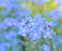 forget me not