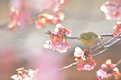 小桜ジロー❀