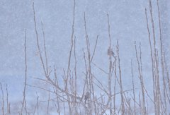 雪やこんこん♪