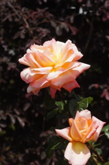 DSC06880
