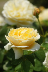 DSC06969