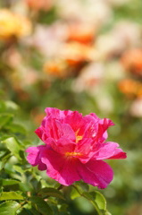 DSC06978
