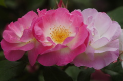 薔薇の競演