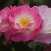 薔薇の競演