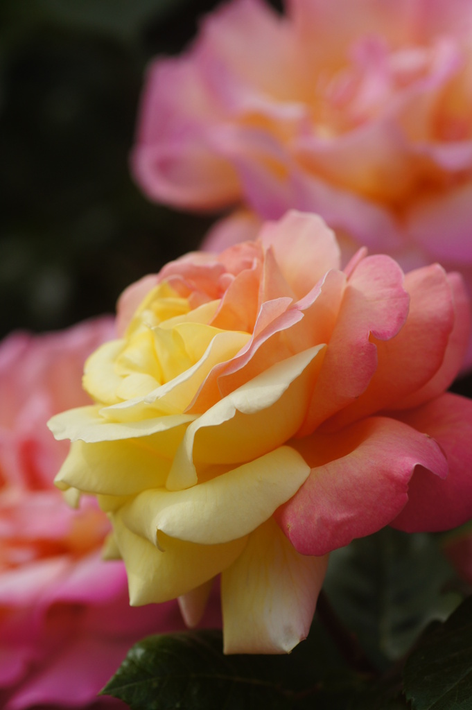 薔薇の名前は？