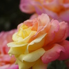 薔薇の名前は？