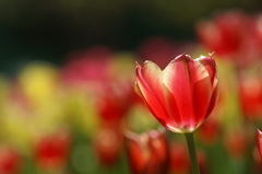 煌きの花