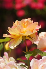 DSC07025
