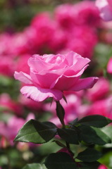 DSC06868