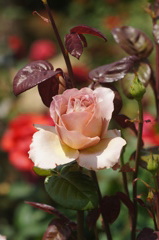 DSC06882