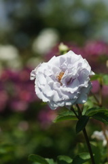 DSC07067