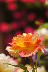 DSC07012