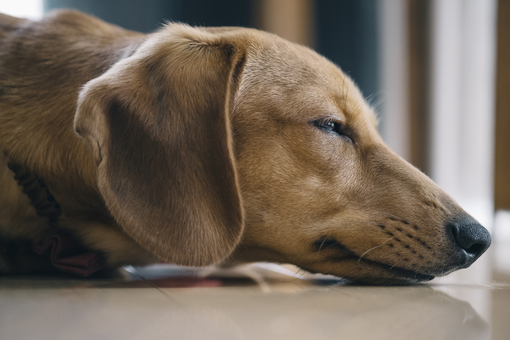 うちの犬
