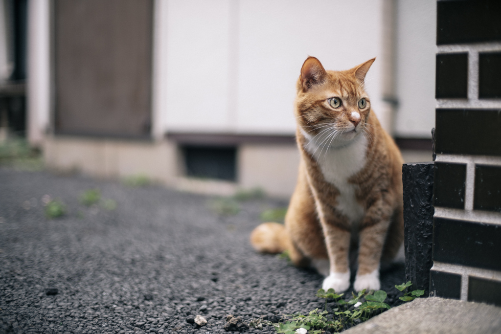 近所の猫