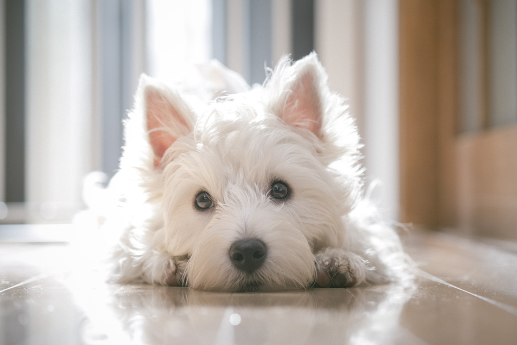 うちの犬