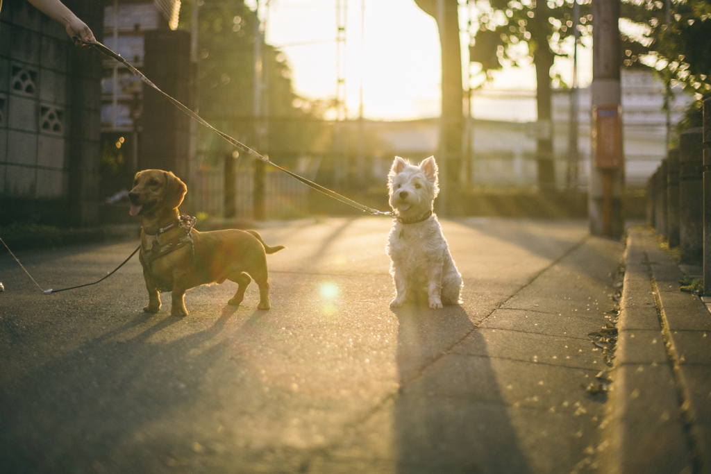 夕方散歩