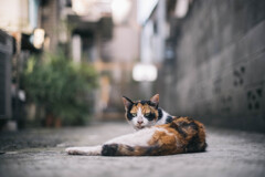 近所の猫