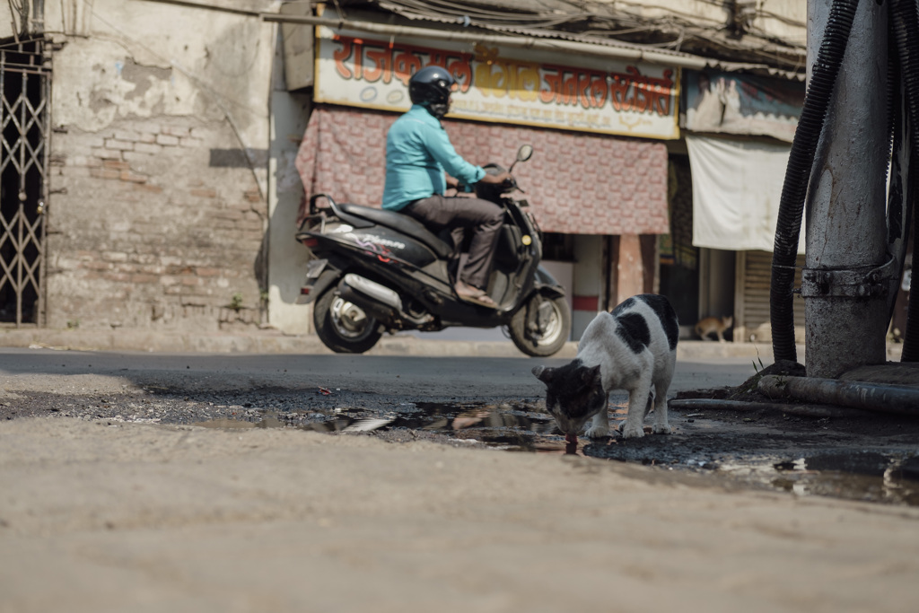 インドの猫