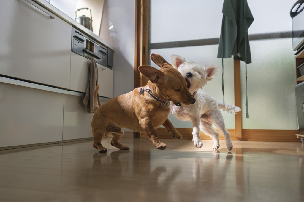 犬の戦い