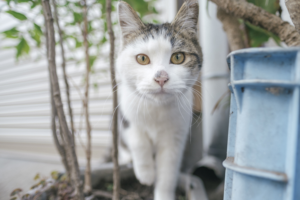 近所の猫