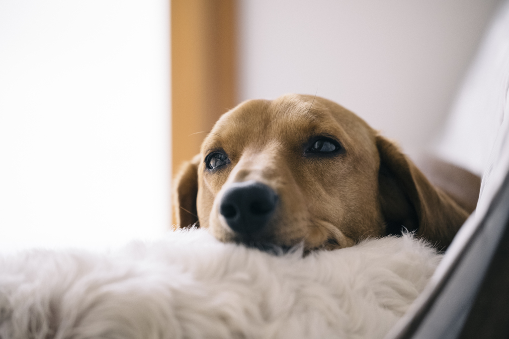 うちの犬