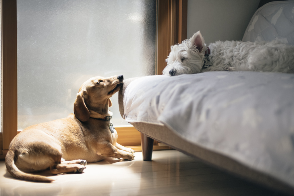 うちの犬