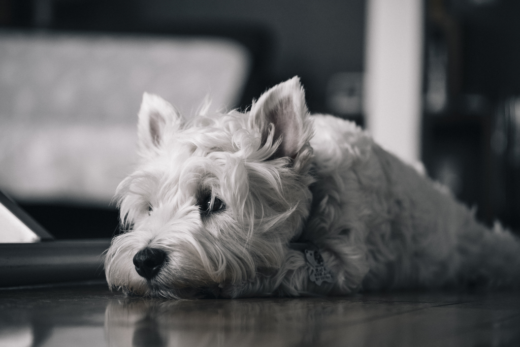 うちの犬