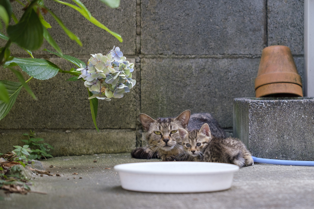 どこからともなく野良猫がやって来て子育てを始めた