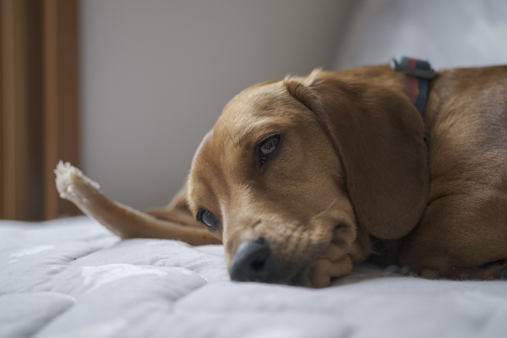 うちの犬