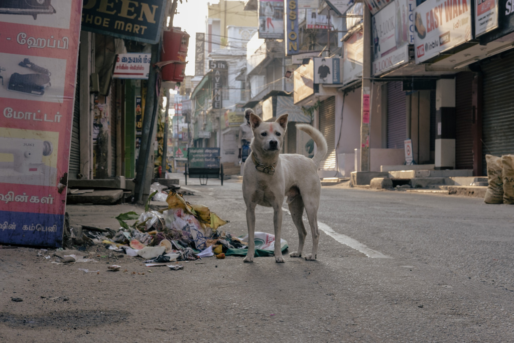 ヒンドゥー教にされてしまった凛々しい犬さん