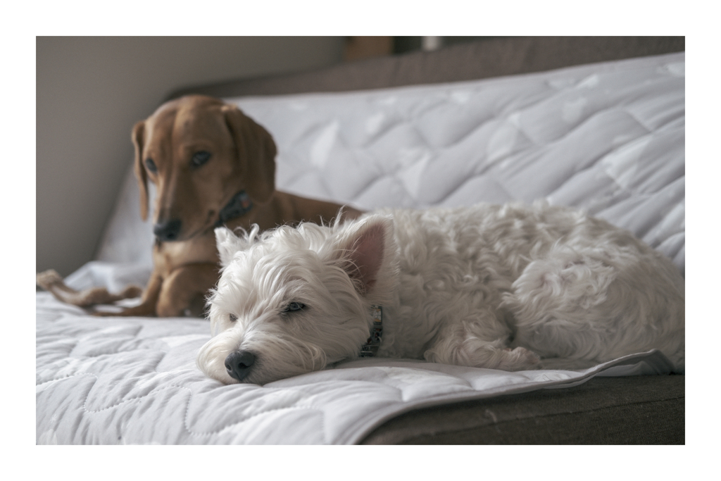 うちの犬