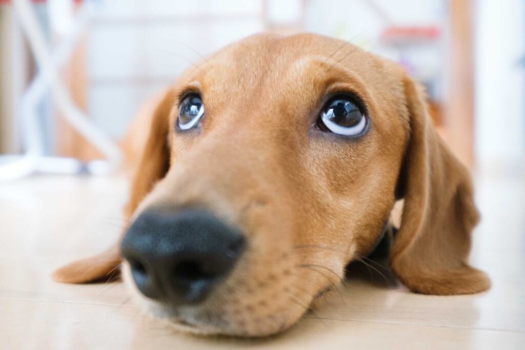 うちの犬