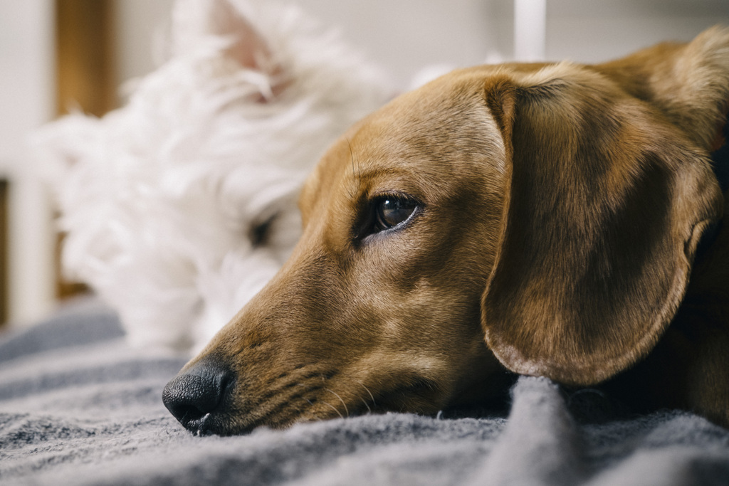 うちの犬