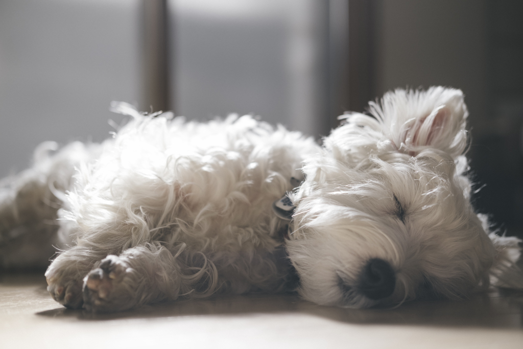 うちの犬