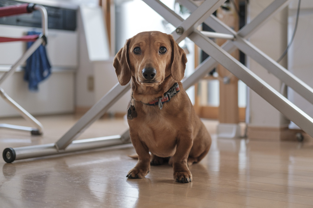 うちの犬